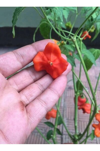 Köy Tohumları 30 Adet Tohum Organik Nadir Tatlı Gül Biberi Tohumu Kırmızı Gül...