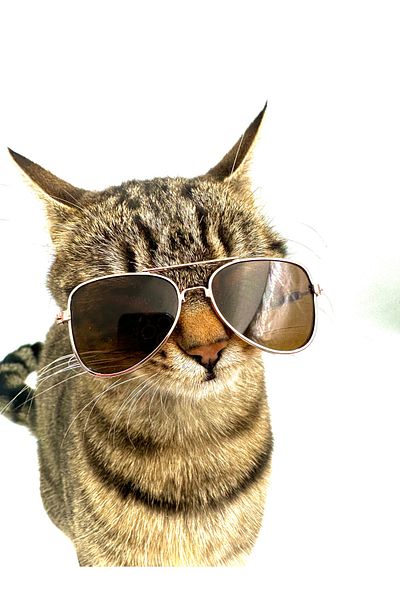 Tasma Market Brown Drop Model Dog Cat Glasses