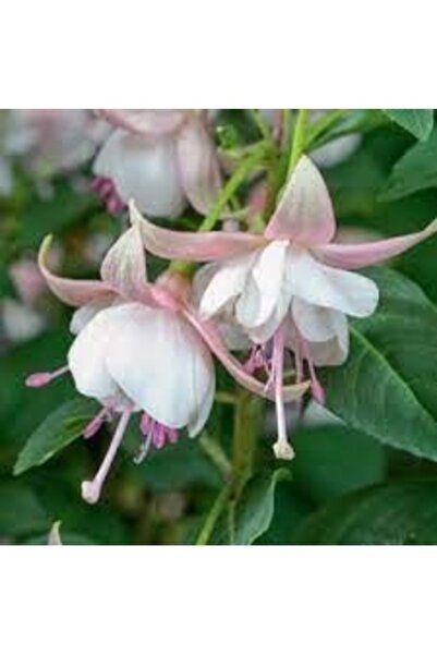 Köy Tohumları 20 Adet Tohum Organik Haseki Beyaz Küpeli Çiçeği Tohumu Mis Kokulu Mezarlık Kabrisyan Çiçeği