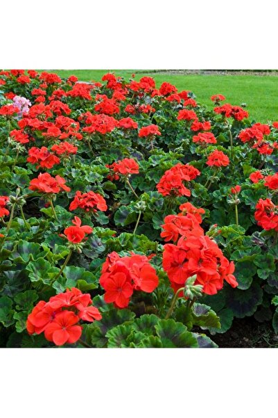 Köy Tohumları 10 Adet Tohum Nadir Kırmızı Bodur Sardunya Çiçeği Tohumu Mezarl...