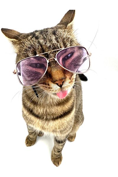 Tasma Market Fuchsia Drop Model Cat Dog Glasses