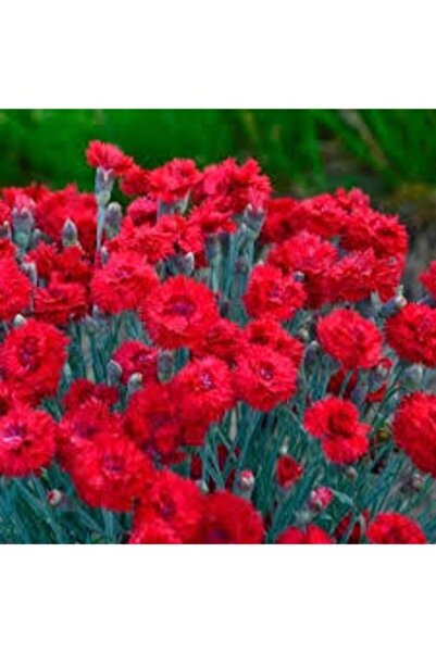 Köy Tohumları 20 Adet Tohum Organik Hasat Mis Kokulu Kırmızı Karanfil Çiçeği ...