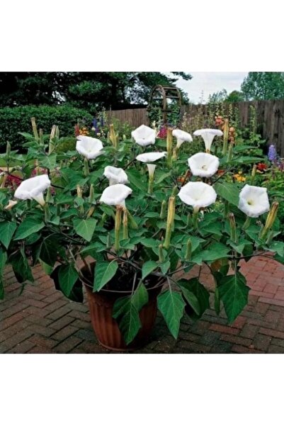Köy Tohumları 5 Adet Tohum Nadir Organik Beyaz Gece Sefası Çiçeği Tohumu Taze...