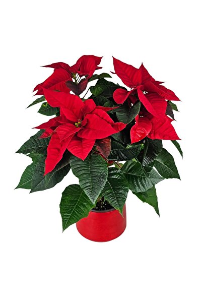 Nemabahçe Atatürk Çiçeği - Poinsettia