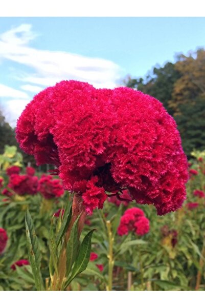 Köy Tohumları 50 Adet Tohum Organik Horoz İbiği Çiçeği Çiçek Tohumu Sürpriz Hediye Tohum