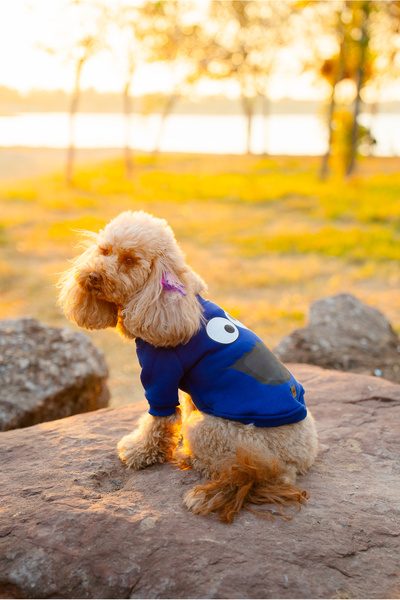 Buddy Store سويت شيرت أزرق بدون غطاء للرأس من ساكس - وجه مذهل مطبوع، فتحة للمقود