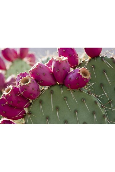 Köy Tohumları 5 Adet Tohum Kırmızı Dikenli İncir Hint Yemişi Tohumu Saksı Top...