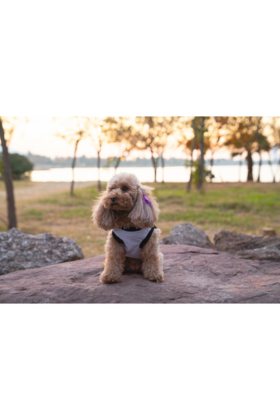 Buddy Store ملابس داخلية للقطط والكلاب - قميص داخلي أبيض غير مطبوع - مقاس S