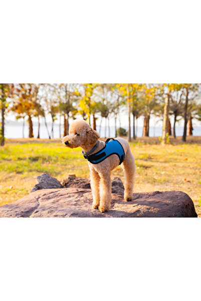 Buddy Store Kedi & Köpek Göğüs Tasması - Airmesh Yeni Nesil Nefes Alabilen Kumaş Mavi Tasma