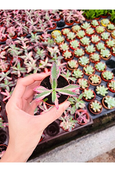 Genel Markalar Pembe aşkın gözyaşı çiçeği