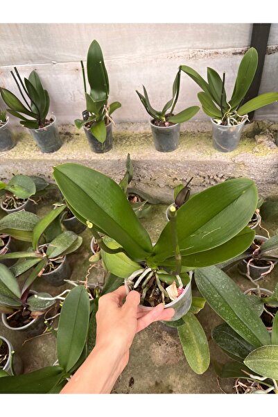 denizingarden 5 adet Budanmış orkide karışık renk p12