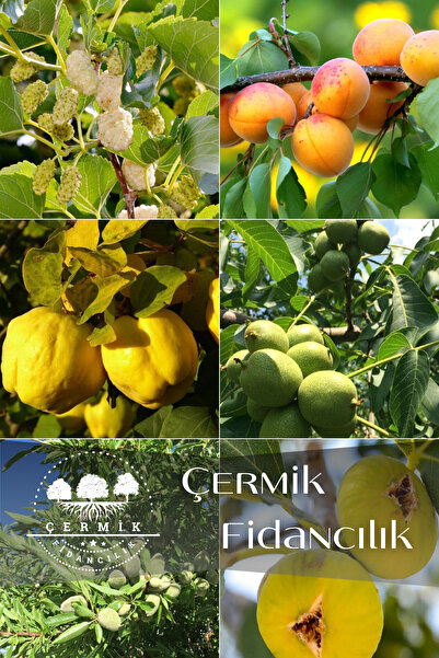 ÇERMİK FİDANCILIK 6 Çeşit Karışık Meyve Fidan Dut , Kayısı , Ayva , Ceviz , B...