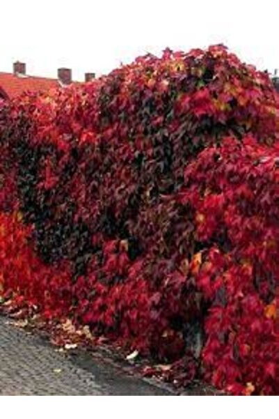 Köy Tohumları 20 Adet Tohum Organik Kırmızı Amerikan Duvar Sarmaşık Tohumu Vi...