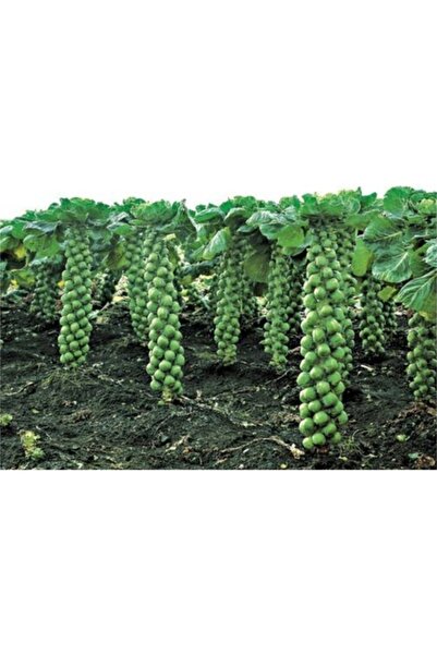 Köy Tohumları 50 Adet Tohum Organik Yeşil Mini Brüksel Bürüksel Lahanası Lahana Tohumu Saksı Toprak Hediye