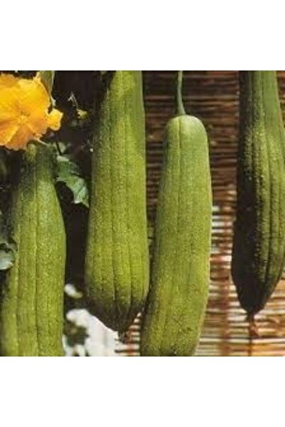 Köy Tohumları 30 Adet Tohum Nadir Hatay Samandağ Doğal Lif Kabağı Tohumu Taze...