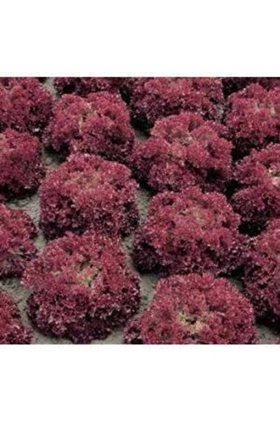 Köy Tohumları 50 Adet Tohum Organik Yağlı Kırmızı Kıvırcık Marol Marul Tohumu...