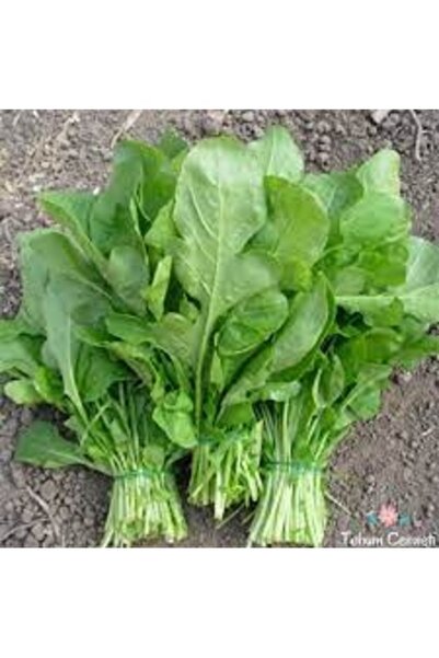 Köy Tohumları 100 Adet Tohum Hobi Bahçe İzmir Roka Yeşillik Tohumu Sürpriz He...