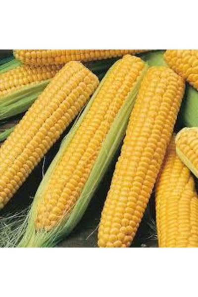 Köy Tohumları 150 Adet Tohum Organik Köy Taze Süt Mısırı Tohumu Taze Hasat Mı...