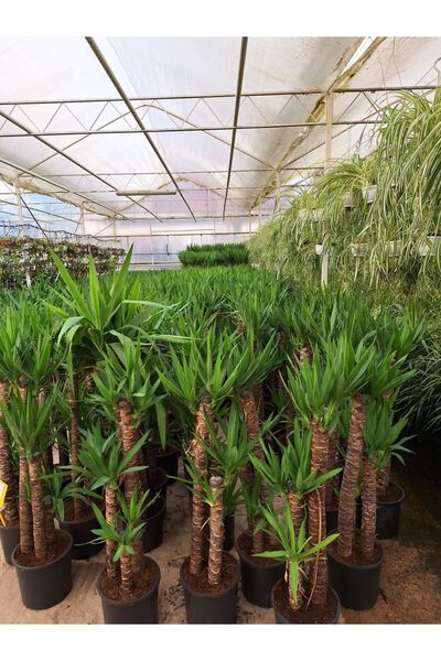 Genel Markalar 4 Yaş 4'lü Yucca Çiçeği Yuka Bitkisi 150-180 Cm