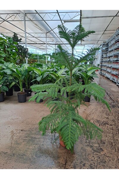 NADİR KAKTÜS 4 Yaş Salon Çamı (Arokarya) Bitkisi Çiçeği İç ve Dış Mekana Uygun