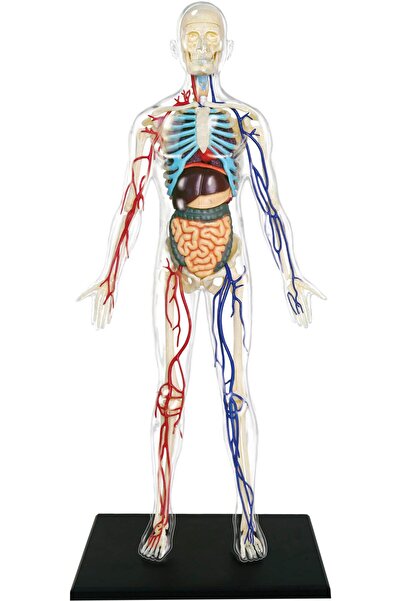 neo oyna sorgula keşfet İnsan Vücudu 34 cm 60 Parça