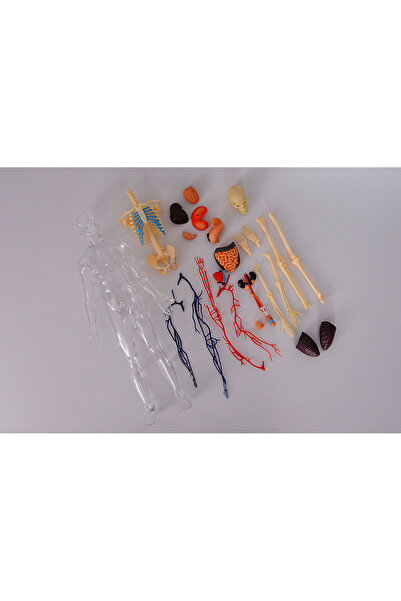 neo oyna sorgula keşfet İnsan Vücudu 34 cm 60 Parça