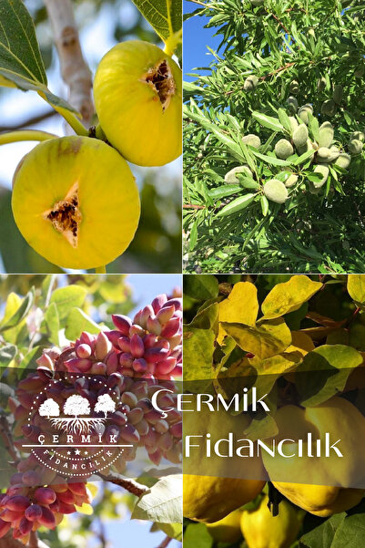 ÇERMİK FİDANCILIK 4 Çeşit Karışık Meyve Fidanı İncir , Badem , Antep Fıstığı ...