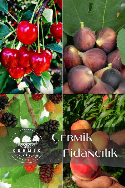 ÇERMİK FİDANCILIK 4 Çeşit Karışık Meyve Fidanı Vişne , Siyah İncir , Kara Dut...