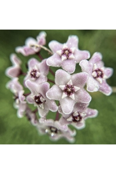 PLANT Hoya Minibelle Mum Çiçeği