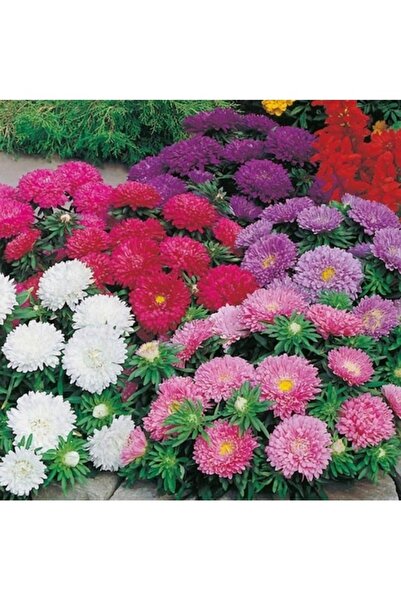 Köy Tohumları 10 adet Tohum Nadir Organik Karışık Renkli Aster Çiçeği Tohumu ...