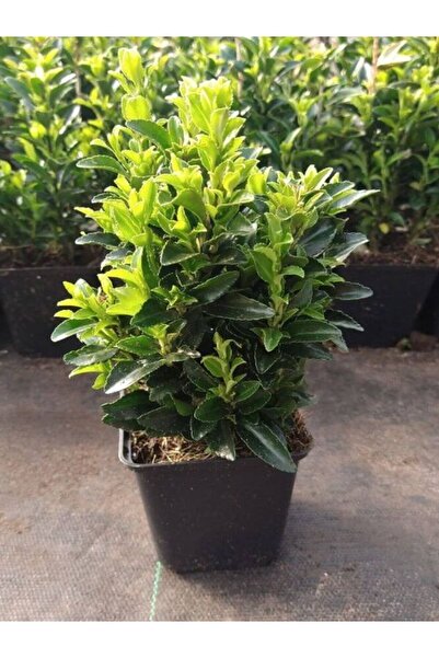 serada decor & plant Euonymus Japonicus Yeşi Taflan Bitkisi 1 AADET Saksılı 2...