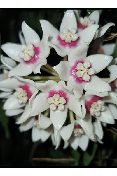 PLANT Hoya Calycina Mum Çiçeği