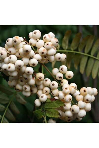 FİDAN SEPETİM 3 Yaş Ak Üvez Fidanı (Sorbus aria)