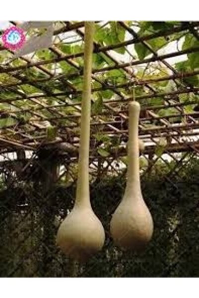 Köy Tohumları 50 Adet Tohum Uzun Sarkan Sarkık Su Kabak Tohumu Asya Süs Kabağ...