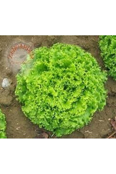Tohumcumm 200 Adet Tohum Nadir Samba Kıvırcık Marul Tohumu Taze Hasat Köy Toh...