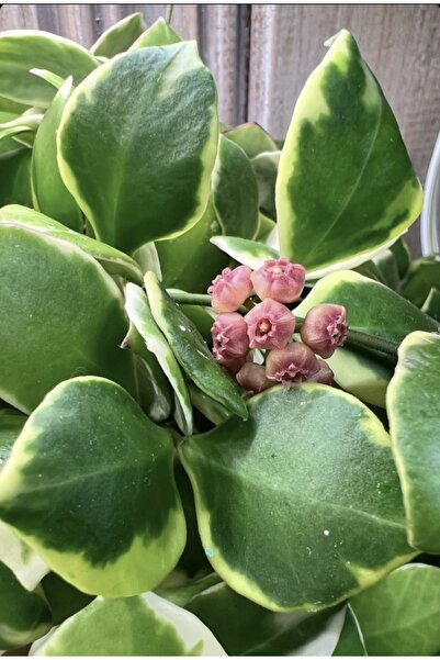 PLANT Hoya Heuschkeliana Albomarginata Mum Çiçeği