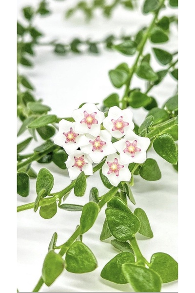 PLANT Hoya Chinghungensis Mum Çiçeği