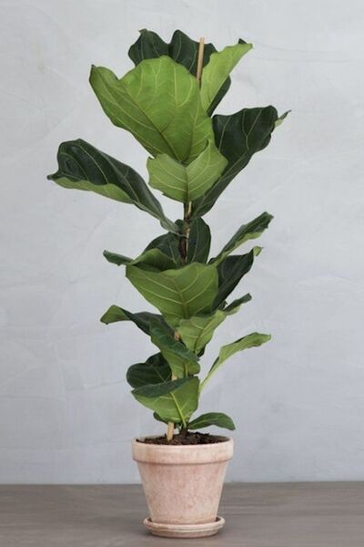 Garden Online Keman Yapraklı Kauçuk - Ficus Lyrata Canlı Salon Bitkisi 80 - 1...