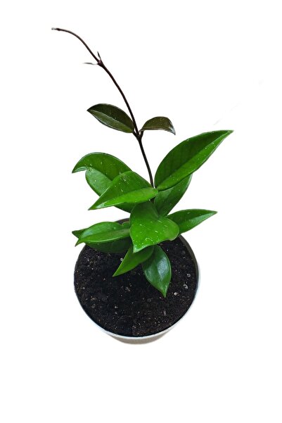 Aysima Çiçekevi Mum Çiçeği Sarı-pembe Renk Ebruli Hoya Carnosa Ev Ofis Salon Bitkisi