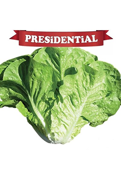 GüneyDoğuTopraksızTarımm Presidental Yedi Kule Düz Marul Tohumu 100'lü paket(...