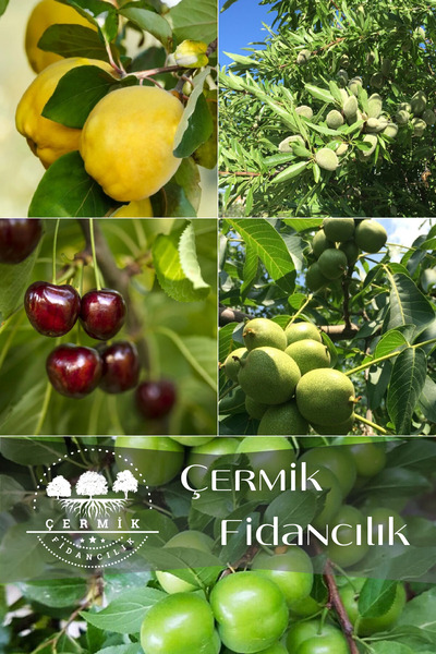 ÇERMİK FİDANCILIK 5 Çeşit Karışık Meyve Fidanı Erik , Ceviz , Kiraz , Badem V...
