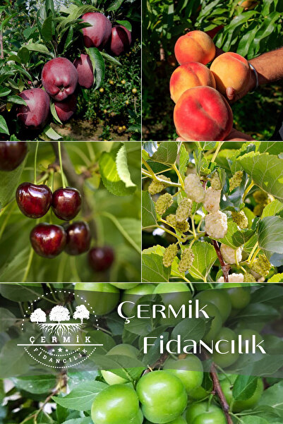 ÇERMİK FİDANCILIK 5 Çeşit Karışık Meyve Fidanı Şeftali , Kiraz ,dut, Kırmızı ...