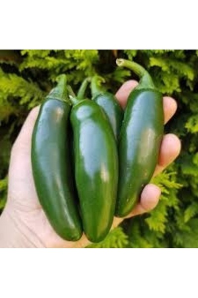 Köy Tohumları 20 Adet Tohum Nadir Hobi Bahçe Balkon Saksılık Acı Balık Biberi...