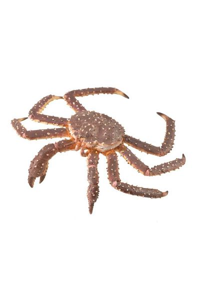Collecta Χειροποίητο άγαλμα βασιλικού καβουριού XL