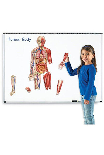 Learning Resources Macheta corpul uman - Set magnetic