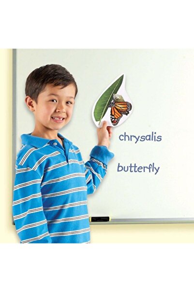 Learning Resources Butterfly life cycle - magnetic set