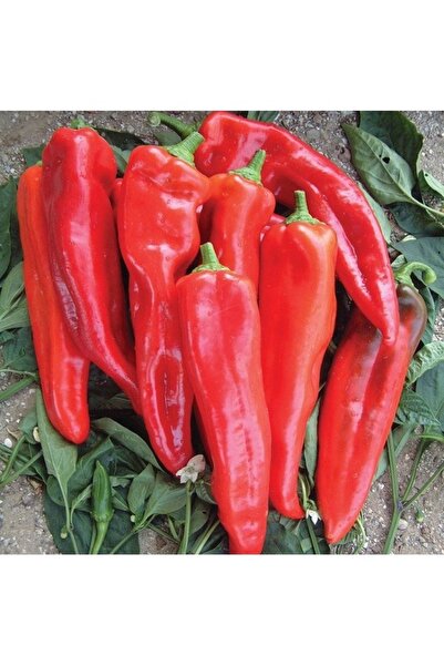 Köy Tohumları 150 Adet Tohum Nadir Organik Adana Acı Salçalık Kırmızı Biber T...