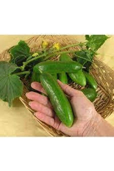 Köy Tohumları 15 Adet Tohum Organik Köy Erkenci Bol Verim Eski Köy Salatalığı...