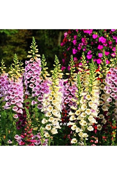 Tohumcumm 50 Adet Tohum Nadir Yüksük Otu Çiçeği Karışık Renkli Mezarlık Çiçeğ...