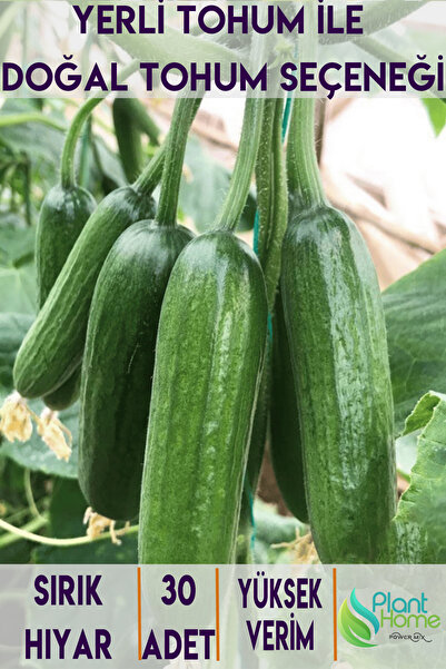 Plant Home Power Mix Organik Sırık Salatalık Tohumu 30 Adet - Yüksek Verimli ...